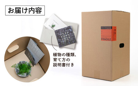 TERAYAMA ZOEN オリジナルコンクリートポット（植物付き） 糸島市 / NIWAMO 鉢 観葉植物 [AIO001]