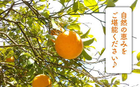 【先行受付】甘夏 3kg 【2026年3月下旬以降順次発送】【栽培期間中農薬・化学肥料不使用】 糸島市 / 大石ファーム [ATE043]