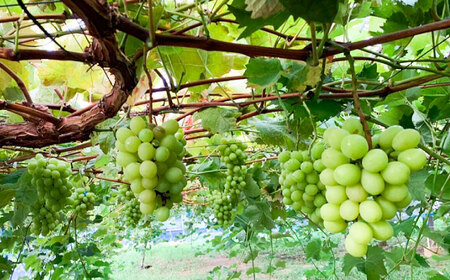 【先行受付】【糖度18度以上】 糸島産 シャインマスカット 1kg  【2026年8月中旬より順次発送】糸島市 / 和饗エコファーム フルーツ 果物 [AVI006]