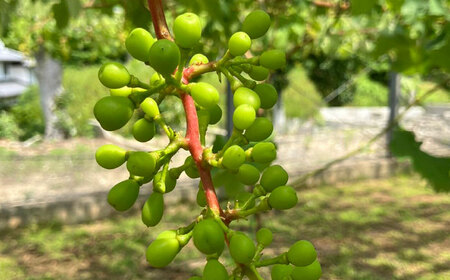【先行受付】【糖度18度以上】 糸島産 シャインマスカット 1kg  【2026年8月中旬より順次発送】糸島市 / 和饗エコファーム フルーツ 果物 [AVI006]