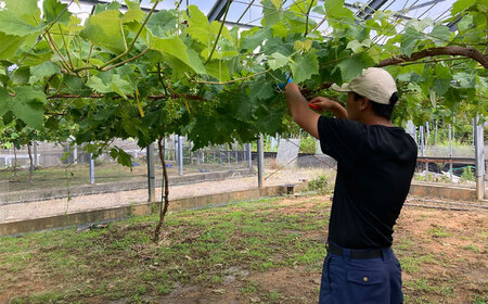 【先行受付】【糖度18度以上】 糸島産 シャインマスカット 1kg  【2026年8月中旬より順次発送】糸島市 / 和饗エコファーム フルーツ 果物 [AVI006]