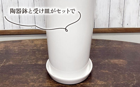 マイナスイオン発生 サンセベリア・ローレンチー大 スリムポットL 糸島市 / cocoha 観葉植物 グリーン 緑 インテリア [AWB040]