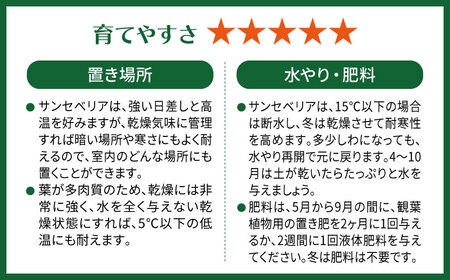 マイナスイオン発生 サンセベリア・ローレンチー大 スリムポットL 糸島市 / cocoha 観葉植物 グリーン 緑 インテリア [AWB040]