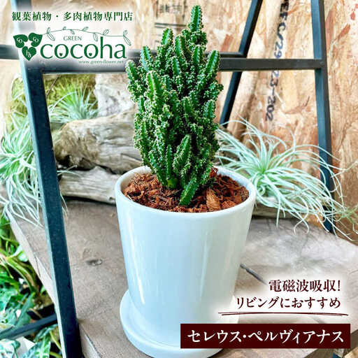 電磁波吸収サボテン 『セレウス・ペルヴィアナス(セレウスサボテン) 』 糸島市 / cocoha 観葉植物 グリーン 緑 インテリア[AWB042] 10,500円