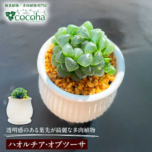 キラキラ輝く砂漠の宝石 『ハオルチア・オブツーサ』 糸島市 / cocoha観葉植物 グリーン 緑 インテリア[AWB043]