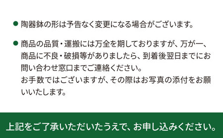 緑、白、赤の色合いが絶妙！『 ストロマンテ ・ トリオスター 』 糸島市 / cocoha [AWB019] インテリア 観葉植物 おしゃれ 観葉植物 植物 グリーン 植物 インテリア