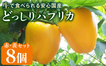 2024年2月以降順次発送】肉厚 パプリカ 8個 福岡県 糸島産 シーブ 糸島