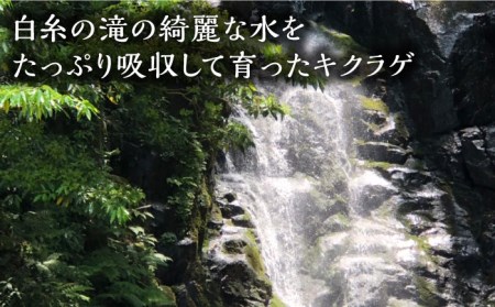 2023年6月以降順次発送】生きくらげ 100g×4P 先行予約受付 福岡県糸島