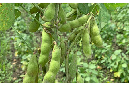 【 糸島育ち 】百笑 納豆 20パック 《糸島》【百笑屋】 [ABF013]