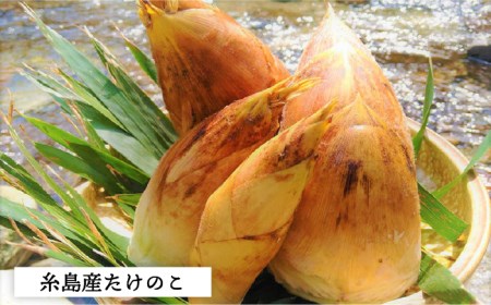 糸島峠の 筍 痺れる辛さが やみつき 筍 食品添加物無添加《糸島》【糸島食品】[ABE012]