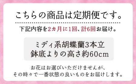 【全6回定期便】胡蝶蘭 お楽しみ定期便 (お祝い / 開店祝い / 就任祝い) 糸島 / はざま園芸 [AND003] 胡蝶蘭 お祝い ギフト