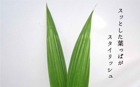 観葉植物『ココヤシ』《糸島》[AND004] 観葉植物 室内 室内用 自宅 ココヤシ インテリア 植物 花観葉植物 花室内 花室内用 花自宅 花ココヤシ 花インテリア 花植物