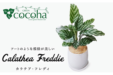 カラテア ・ フレディ 糸島市 / cocoha [AWB017] 観葉植物 グリーン インテリア 室内