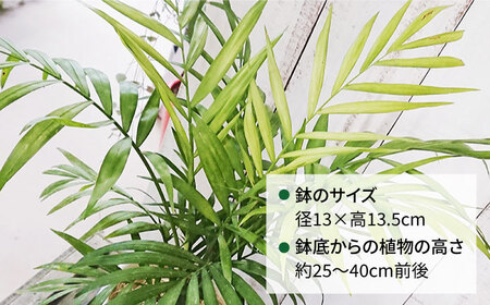 テーブル ヤシ  糸島市 / cocoha[AWB009] 観葉植物 グリーン インテリア 観葉植物母の日 観葉植物緑 観葉植物グリーン 観葉植物室内 観葉植物インテリア 観葉植物ヤシの木 観葉植物テーブルヤシ 観葉植物ガーデニング