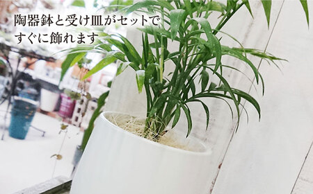 テーブル ヤシ  糸島市 / cocoha[AWB009] 観葉植物 グリーン インテリア 観葉植物母の日 観葉植物緑 観葉植物グリーン 観葉植物室内 観葉植物インテリア 観葉植物ヤシの木 観葉植物テーブルヤシ 観葉植物ガーデニング