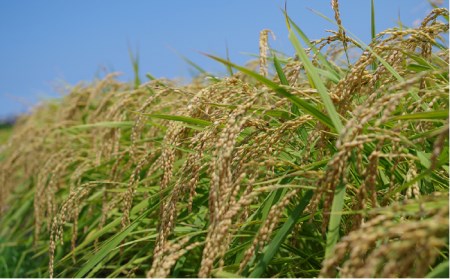 【 定期便 】福吉産 の お米 ＜6回コース＞ ヒノヒカリ 5kg  糸島市 / 二丈赤米産直センター [ABB013] 米 ひのひかり