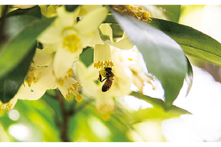 糸島 はちみつ 320g【ヴァンベールフーズ】百花 / 蜂蜜 [AFJ001]