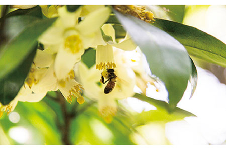 【 限定 100セット】糸島 れんげ はちみつ 120g×2 糸島市 / ヴァンベールフーズ [AFJ003] 蜂蜜 はちみつ ハチミツ 国産 非加熱 無添加 紅茶 日本蜜蜂 蜂蜜 蜂蜜はちみつ 蜂蜜ハチミツ 蜂蜜国産 蜂蜜非加熱 蜂蜜無添加 蜂蜜紅茶 蜂蜜日本蜜蜂