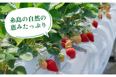 【先行予約】糸島産 あまおう ギフト 箱 (24-30粒) 【2024年12月上旬以降順次発送】 《糸島》【南国フルーツ株式会社】 [AIK011] あまおう苺いちごフルーツ あまおう苺いちごフルーツ あまおう苺いちごフルーツ