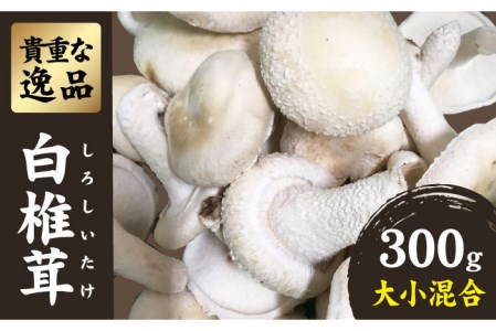 博多白椎茸きわみ 300g大小混合 糸島 極み Ajh004 白椎茸 しいたけ シイタケ 生しいたけ 珍しい 希少 福岡県糸島市 ふるさと納税サイト ふるなび