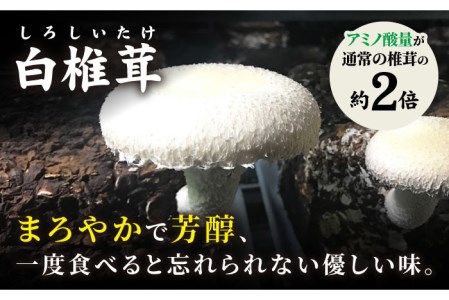 博多白椎茸きわみ 300g大小混合 糸島 極み Ajh004 白椎茸 しいたけ シイタケ 生しいたけ 珍しい 希少 福岡県糸島市 ふるさと納税サイト ふるなび
