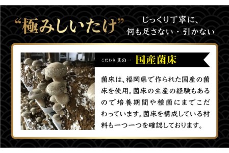 博多白椎茸きわみ 300g大小混合 糸島 極み Ajh004 白椎茸 しいたけ シイタケ 生しいたけ 珍しい 希少 福岡県糸島市 ふるさと納税サイト ふるなび