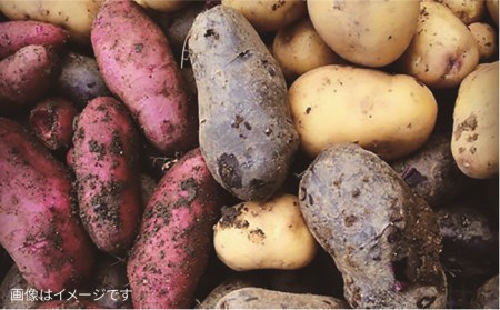 朝採れ！ 糸島 野菜 セット （ 8品 前後 ） 《糸島》【オーガニックナガミツファーム】 	[AGE003]