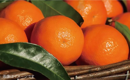 【 全6回 定期便 】 こだわり 野菜 （ 7品 前後 ） セット ＋ 果物 《糸島》【オーガニックナガミツファーム】 	[AGE010]