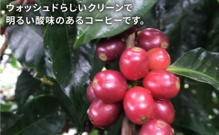 中煎り コーヒー 豆 250g × 2袋 （ 豆 ・ 粉 選べます ） ニカラグア産 ラベンディション農園 パカマラ種 フリーウォッシュド 《糸島》 【COFFEE UNIDOS】 [AQF002]