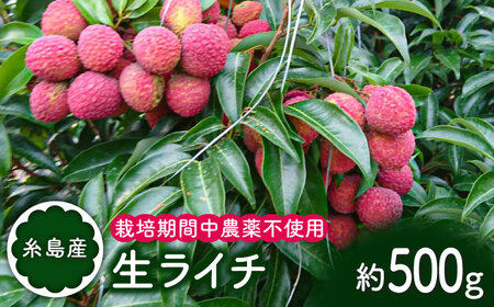 糸島産 生 ライチ ( 約500g ) 栽培期間中 農薬不使用 【2025年7