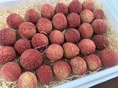 糸島産 生 ライチ ( 約500g ) 栽培期間中 農薬不使用 【2025年7