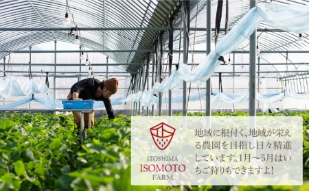  糸島の美味い あまおう 270g × 4パック (A品B品含むS～5L 糸島市 / 磯本農園 / TANNAL [ATB004] いちご 苺 イチゴ