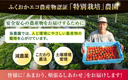 【先行予約】【農家直送！】糸島産あまおう 280g×2パック (DXまたはGサイズ)   【2024年12月以降順次発送】糸島市 / 後藤農園 [AML001] いちご 福岡