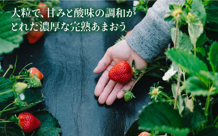 【先行受付】完熟あまおう 270g × 2パック【2026年1月より順次発送】 糸島市 / slowberry strawberry [APJ002] 苺 あまおう イチゴ