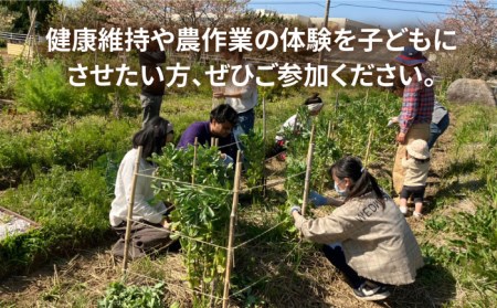 【ふるさと納税】糸島で農業体験(1名) 栽培期間中農薬不使用 無化学肥料 無除草剤の畑で野菜のお世話体験！[AAL001]