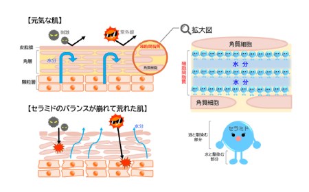 【大人女性の為のエイジングケア】化粧水 ＆ オイル美容液 2点 セット 糸島市 / Yu-ki [AHJ021] 化粧品化粧水 化粧品ローション 化粧品美容液 化粧品美容オイル 化粧品セラム 化粧品スキンケア 化粧品エイジングケア 化粧品しみ 化粧品しわ 化粧品たるみ 化粧品50代 化粧品40代 化粧品オールインワン