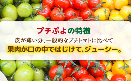 カラフル】ミニトマト ( プチぷよ ) 1kg×1箱 糸島市 / かわぞえ農園