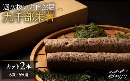 【選び抜いた「粘り」と「香り」】先行予約！ 自然薯 「九千部朱薯」600g~650g（2本）＜株式会社九千部＞那珂川市 自然薯[GAZ001]
