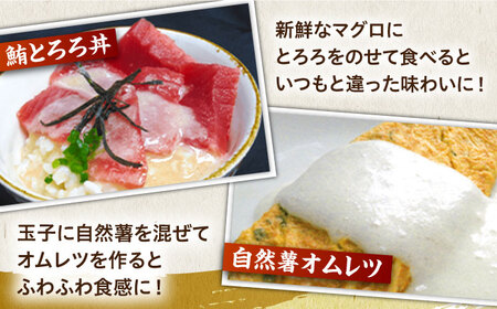 【全6回定期便】自然薯とろろ（醤油味）＜自然薯王国＞那珂川市 自然薯とろろ [GAH007]