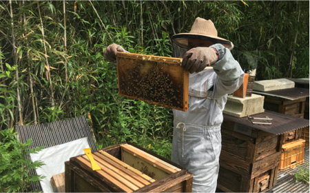 純粋はちみつ 百花蜜 3種セット 蜂蜜 GDH002