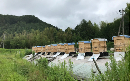 純粋はちみつ 百花蜜 3種セット 蜂蜜 GDH002