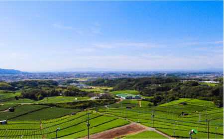 八女茶 500ml×24本 お茶 緑茶[GBX033]