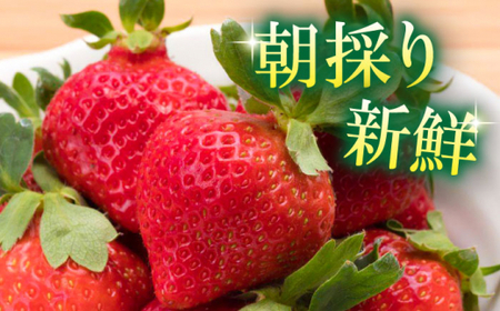 【2026年2月上旬より発送】博多あまおう 約270g×4いちご [GDS004]あまおう 農家直送 