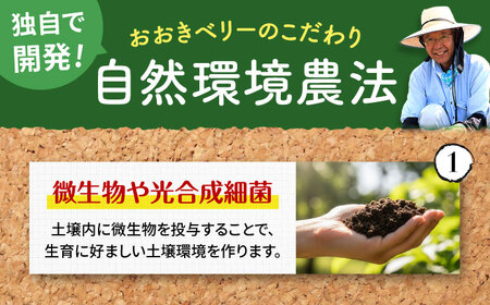 【7営業日以内発送】あまおう 約285g×2P  あまおう GZE001