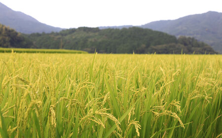 【全6回定期便】【令和7年度産】福岡県産米 夢つくし 5kg 精米 [GGI003] 夢つくし