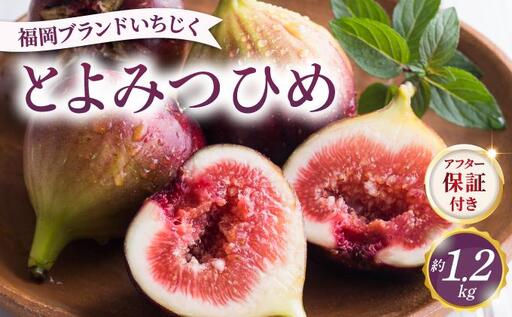 【先行予約】福岡県オリジナル品種 とよみつひめ 約1.2kg（2026年9月以降発送）