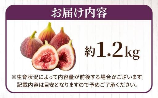 【先行予約】福岡県オリジナル品種 とよみつひめ 約1.2kg（2026年9月以降発送）