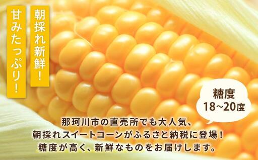 【先行予約】朝採れ スイートコーン 約5kg（10～12本入り）2026年5月末より発送