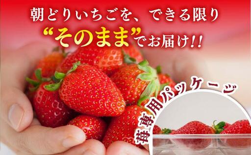 【先行予約】農家直送 朝採り新鮮いちご 博多あまおう 約1080g（約270g×4パック）（2026年2月上旬より発送）