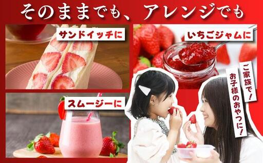 【先行予約】農家直送 朝採り新鮮いちご 博多あまおう 約1080g（約270g×4パック）（2026年2月上旬より発送）